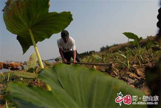 青島即墨：小芋頭大豐收，農民喜上眉梢